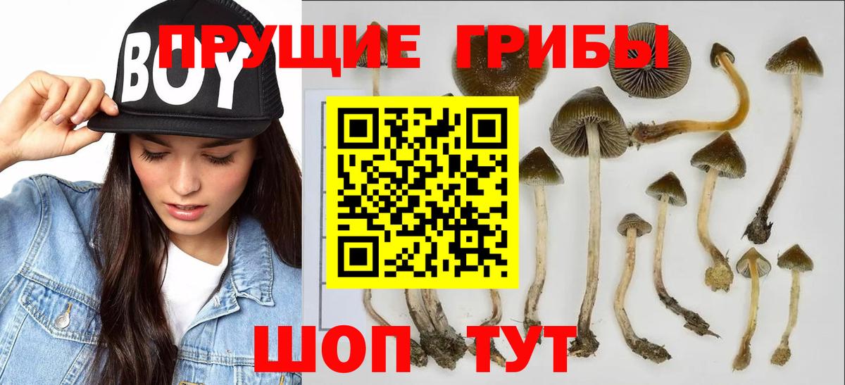 Галлюциногенные грибы Psilocybine cubensis  Вход с VPN  Советский 